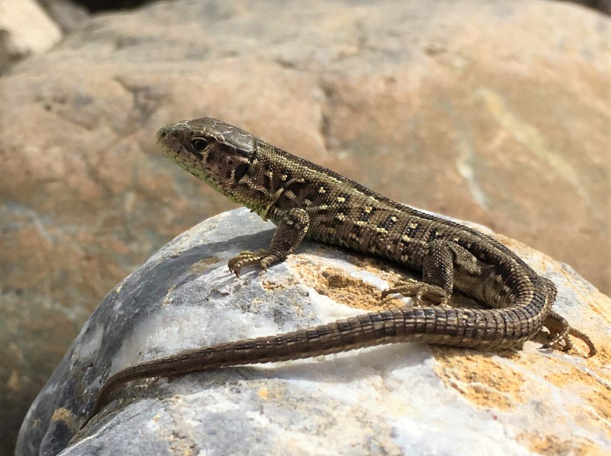 Reptil des Jahres 2020: Die Zauneidechse