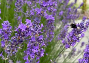 Lavendel-Zeit