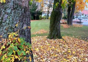 Den Rasen im Herbst nicht vernachlässigen